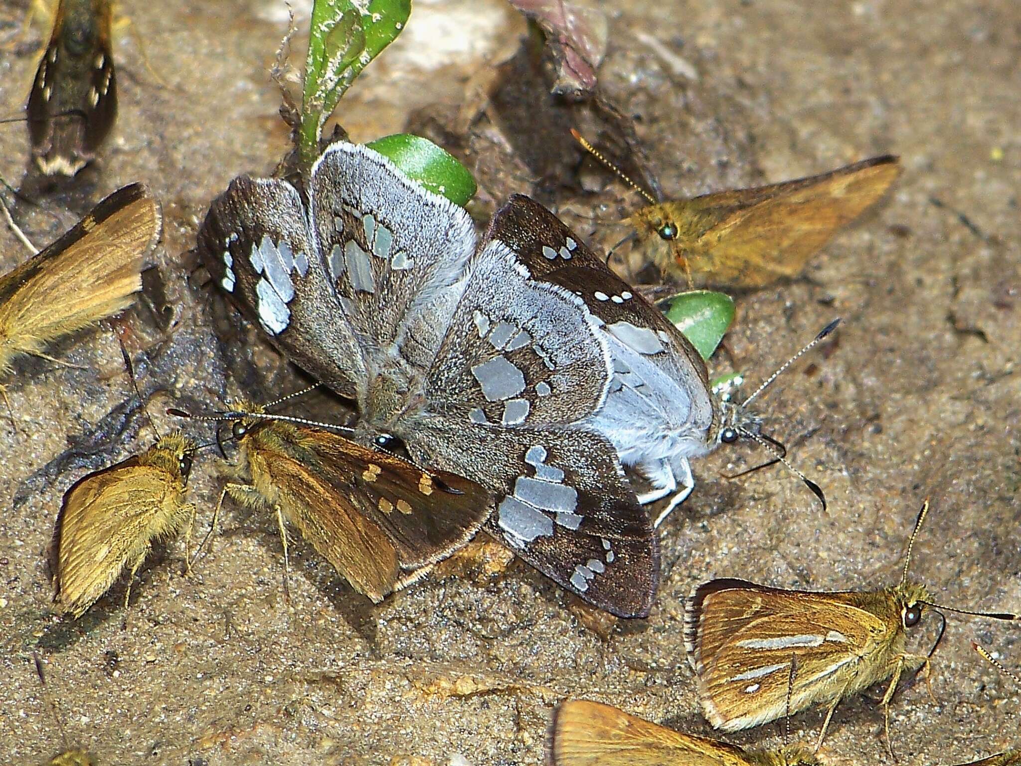 Image of <i>Coladenia maeniata</i>