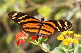 Image of Isabella’s Longwing