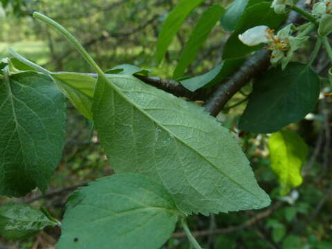 Imagem de Malus sylvestris Mill.