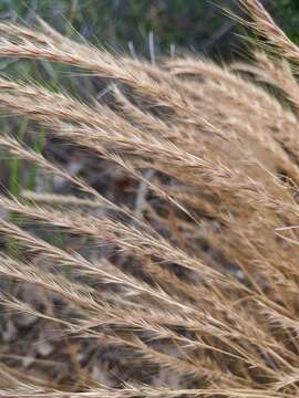 Image of crinkleawn fescue