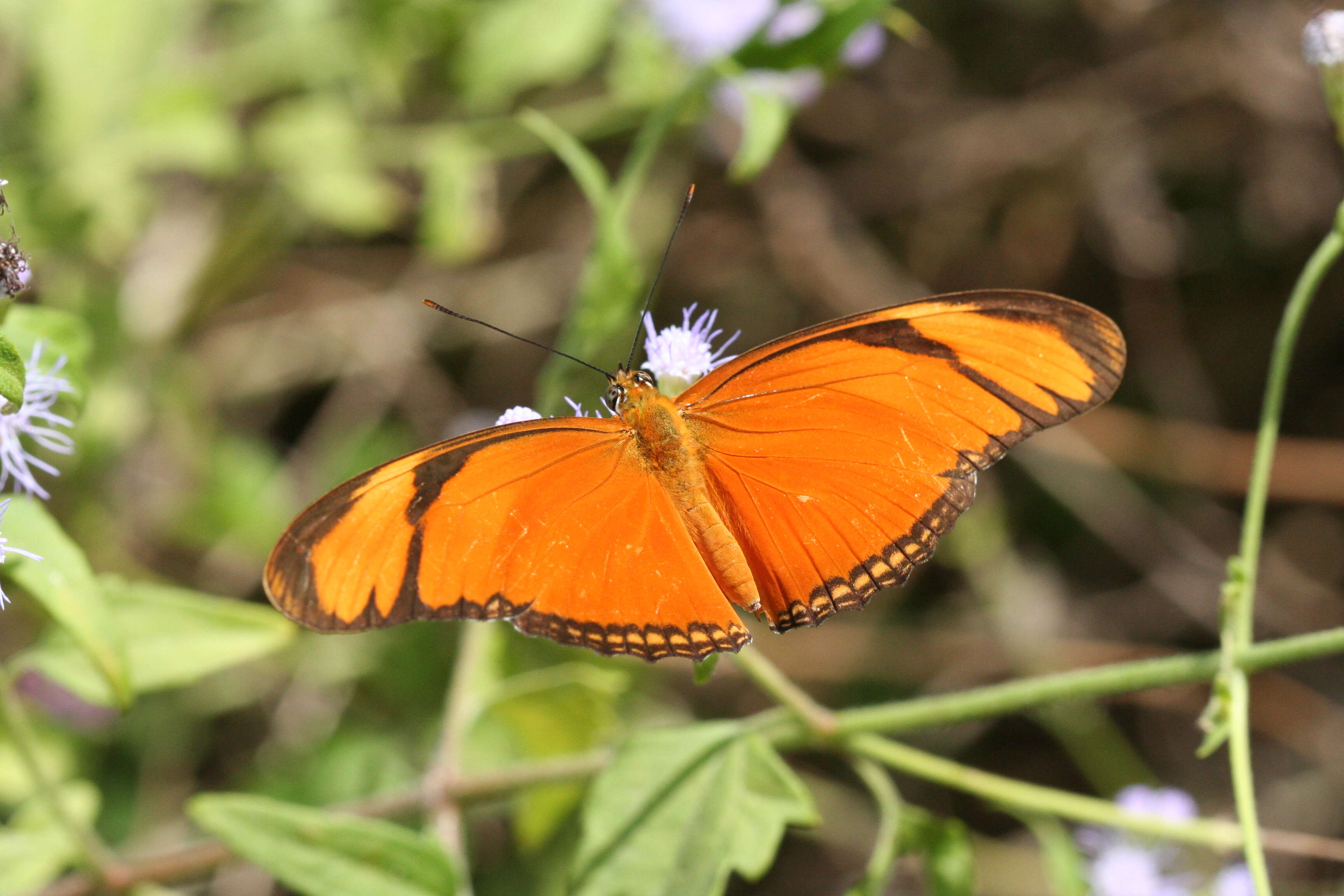 Image of Dryas