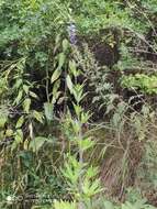 Image of Delphinium retropilosum (Huth) Sambuk