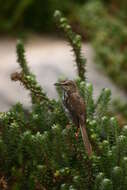 Image de Prinia Horsfield 1821