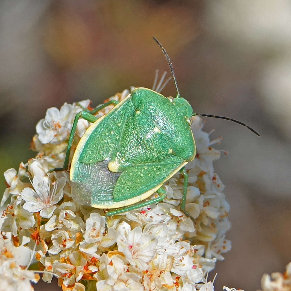 Imagem de Chlorochroa (Chlorochroa) uhleri (Stål 1872)