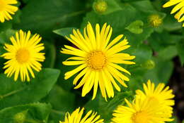 Imagem de Doronicum orientale Hoffm.