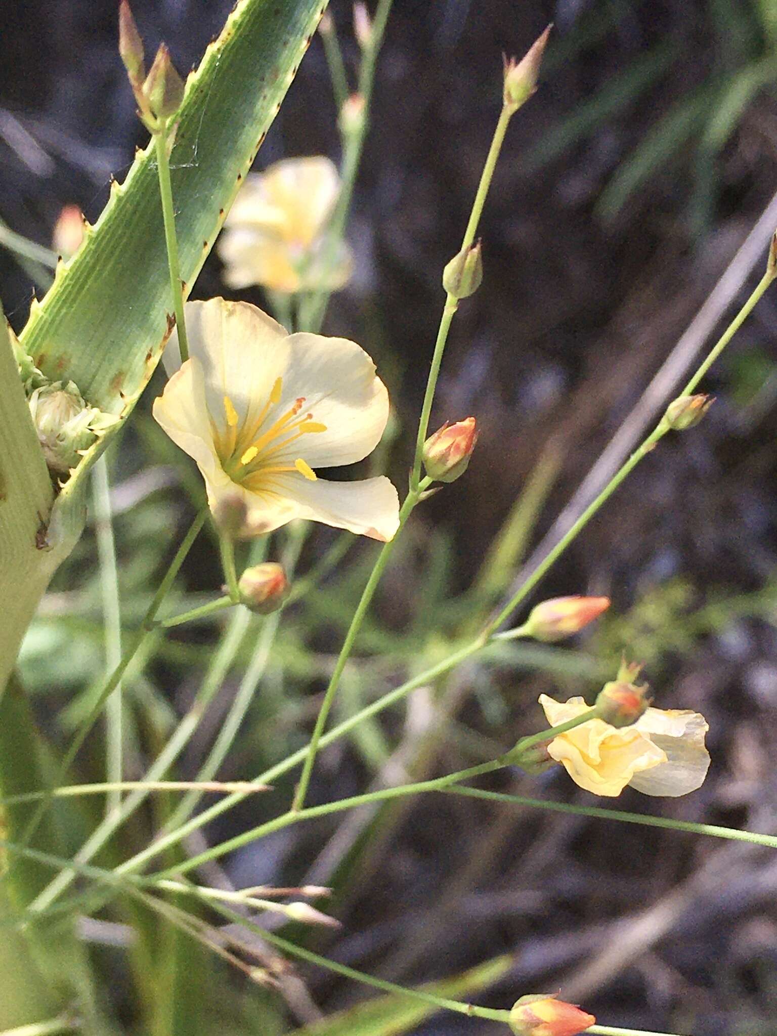 Image of Linum burkartii Mildner