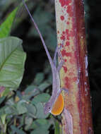 Image of Many-scaled Anole