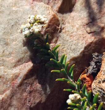 Image of Phylica rogersii Pillans