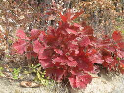 Quercus mongolica Fisch. ex Ledeb. resmi