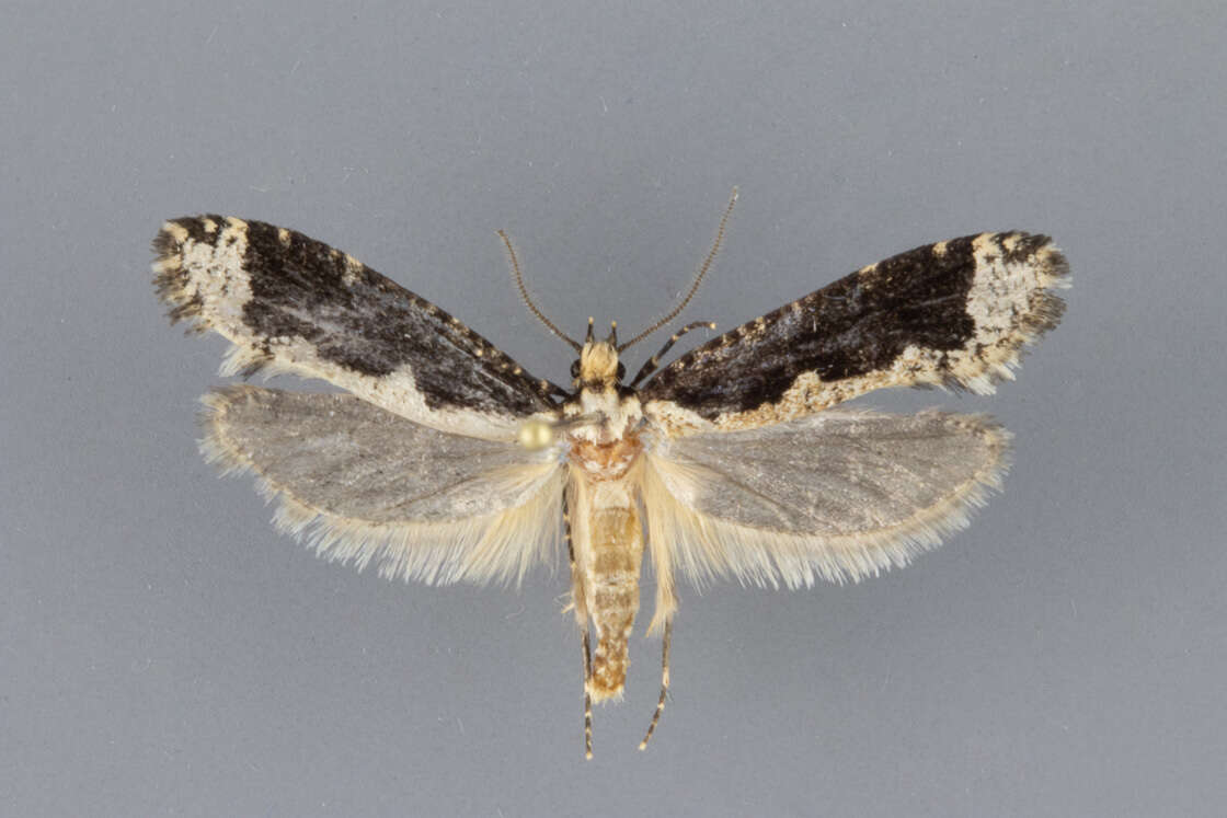 Image of Daviscardia