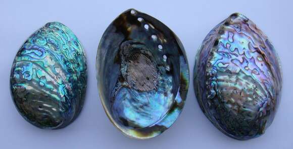 Image of blackfoot paua