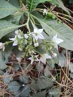 Image of Solanum pubigerum Dun.