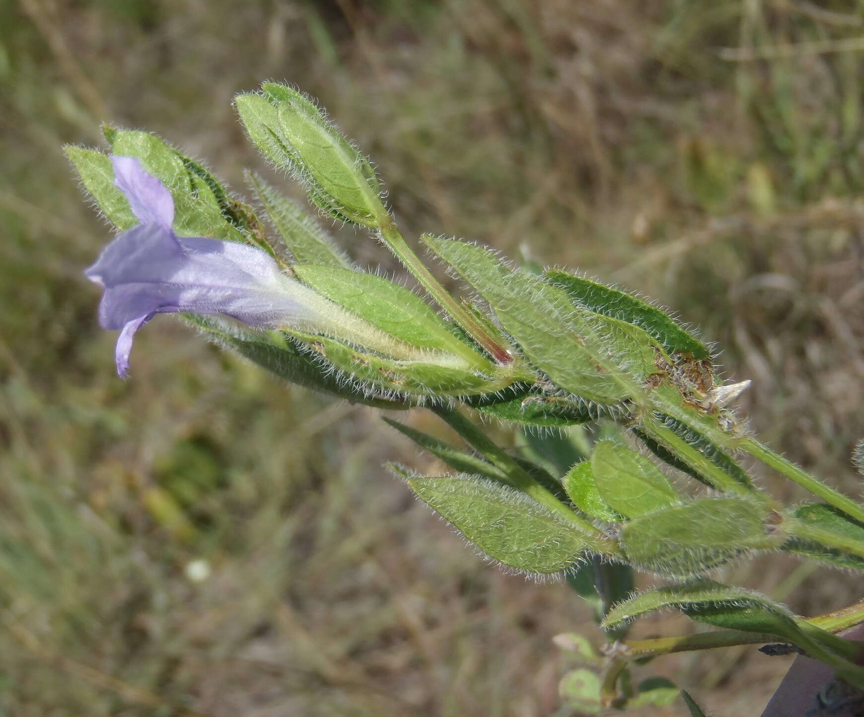 Plancia ëd Ruellia cordata Thunb.