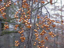 Image of Sea-buckthorn