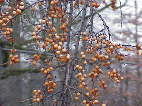 Image of Sea-buckthorn