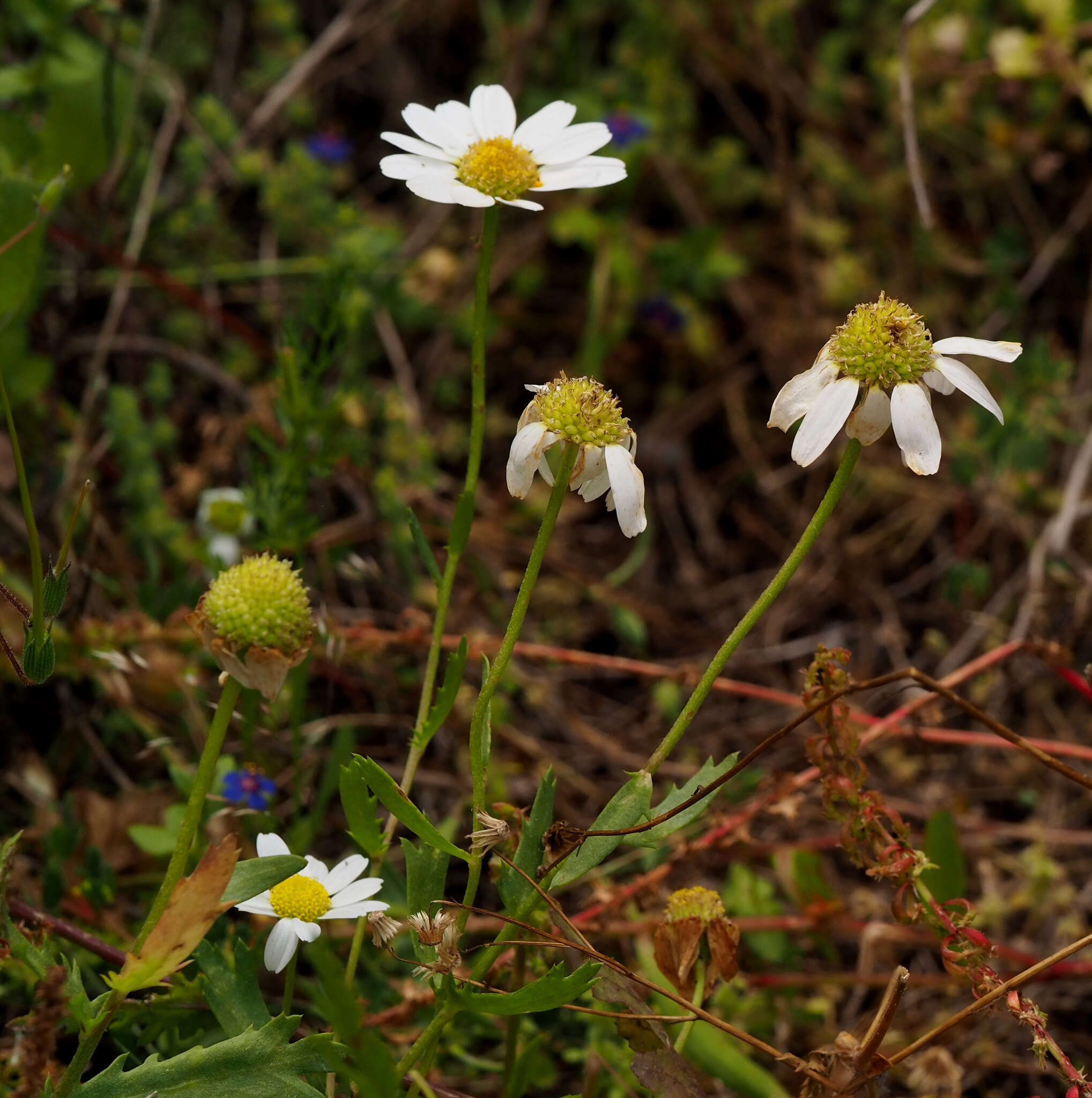 Image of Anthemis leucanthemifolia Boiss. & Blanche