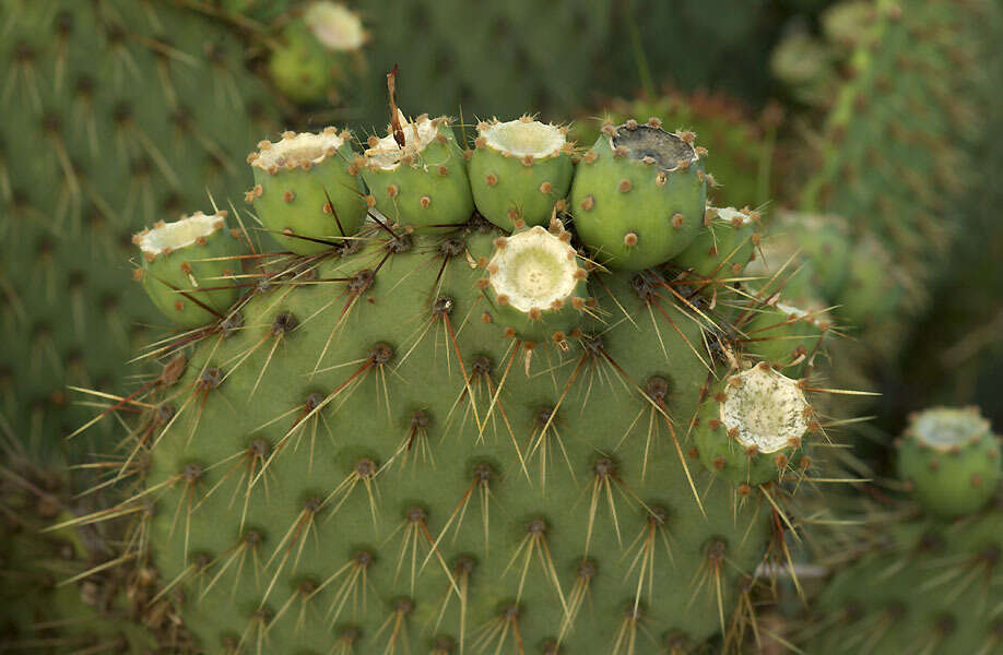 Image of Marble-fruit Prickly-pear Cactus