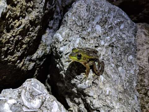 Image of Pig Frog