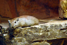 Image of gerbils, jirds, and relatives