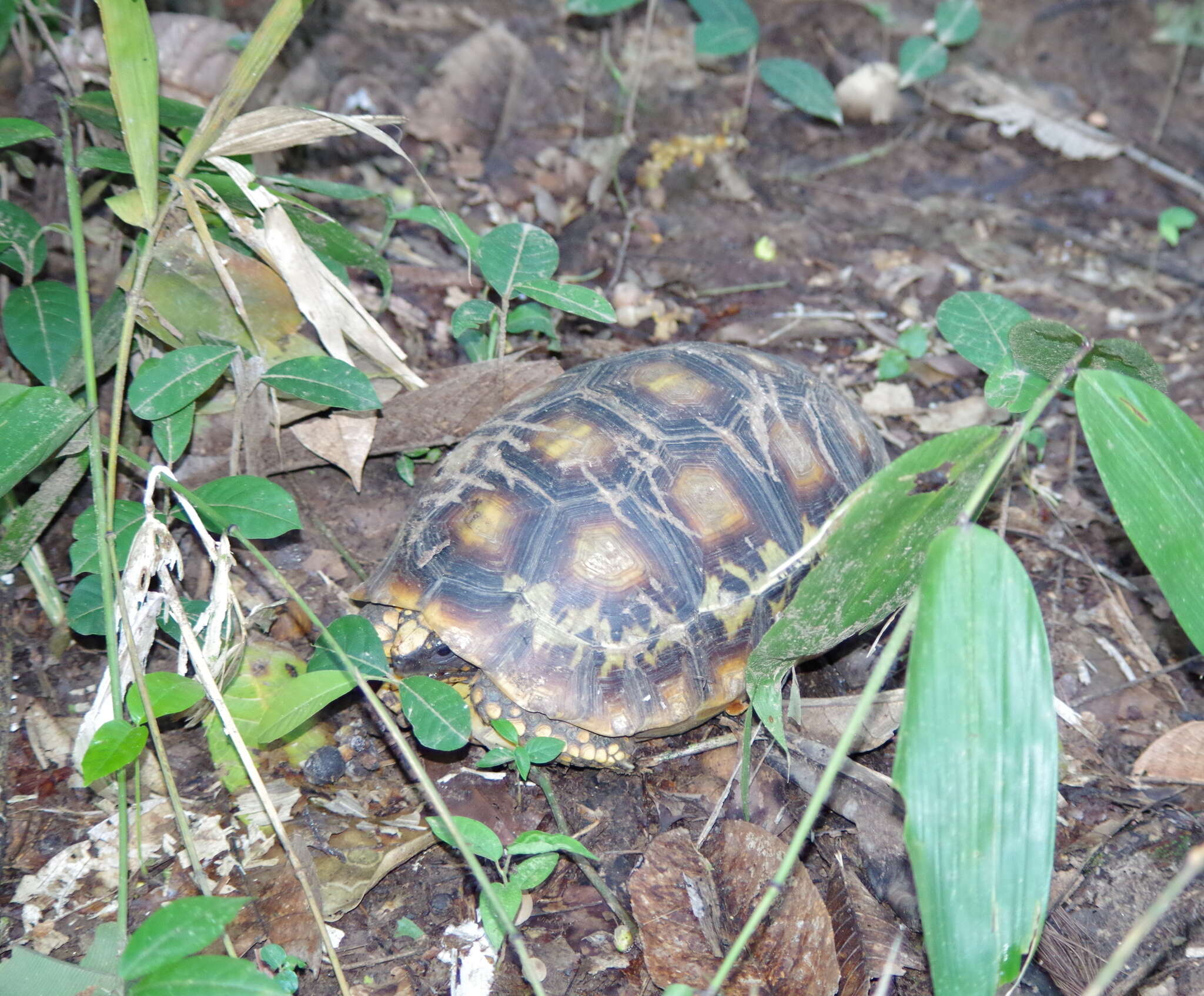 Image of Yellow-footed Tortoise