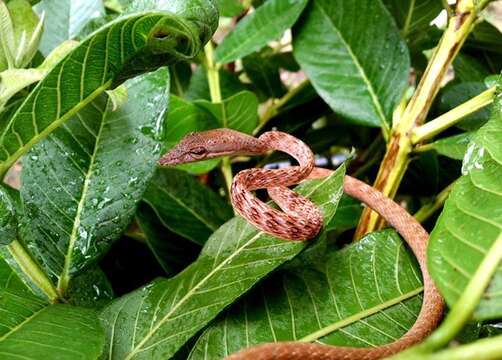 Image of Speckle-headed Vine Snake