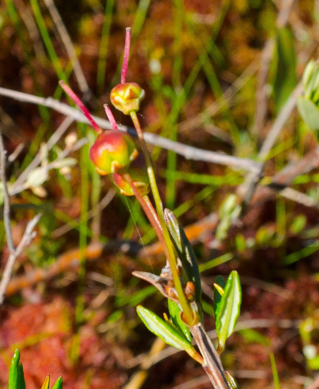 Image of bog laurel