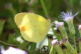 Image of Mimosa Yellow