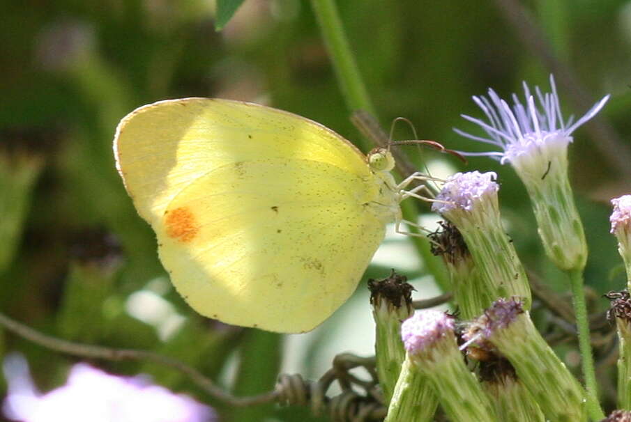 Image of Mimosa Yellow