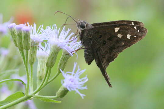 Image of Dorantes Longtail