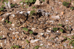 Image of Helmeted gecko