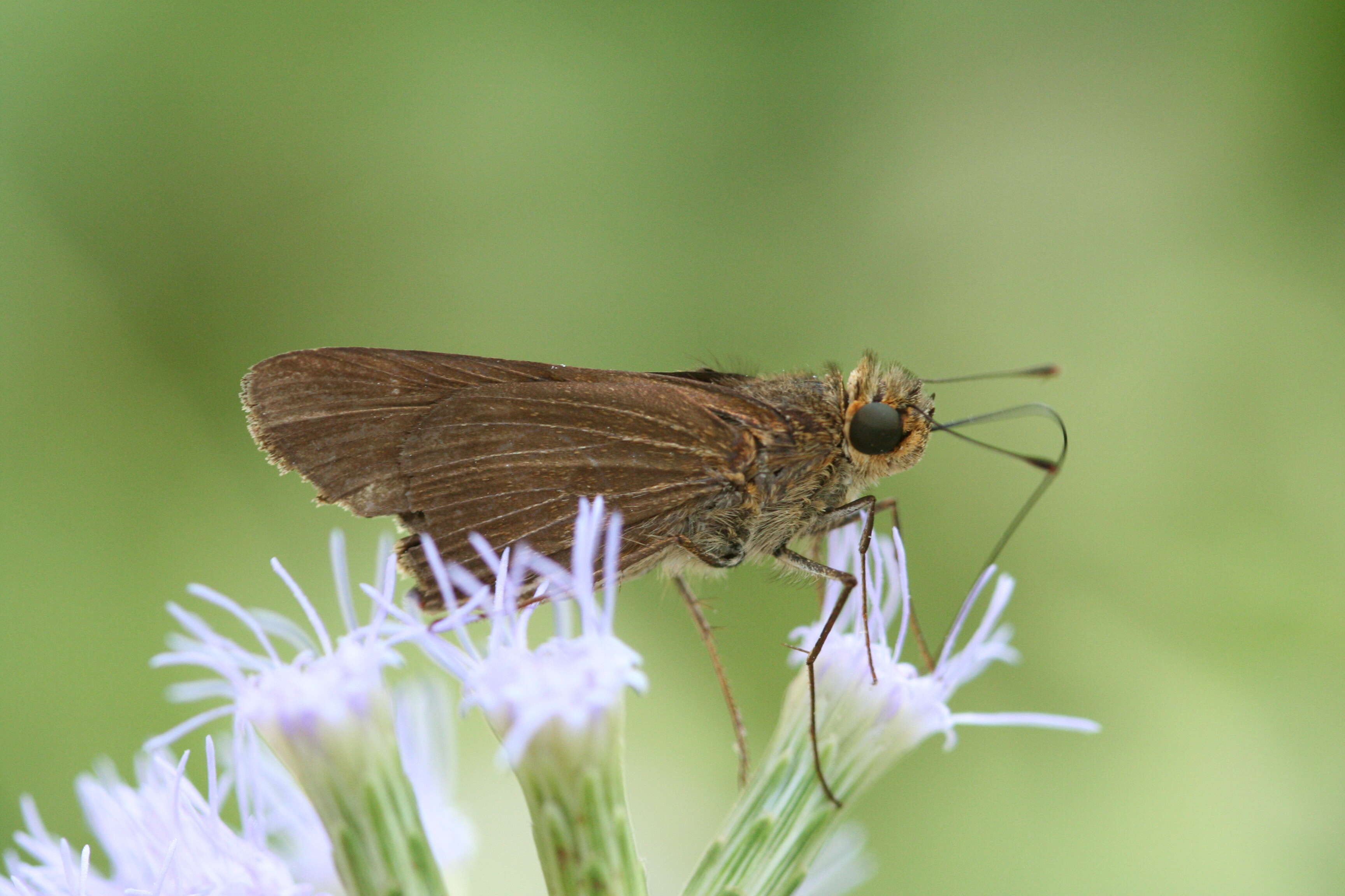 Image of Long-windged Skipper