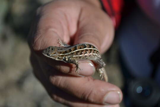 صورة Sceloporus aeneus Wiegmann 1828