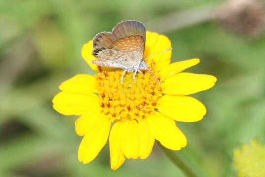 Image of Western pygmy blue