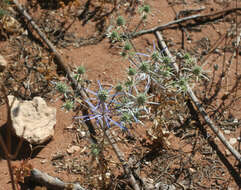 Image de Eryngium tenue Lam.