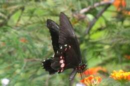 Image de Papilio anchisiades Esper 1788