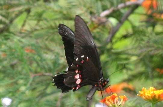 Image de Papilio anchisiades Esper 1788