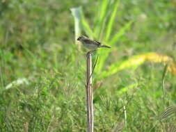 Image of Ruddy-breasted Seedeater