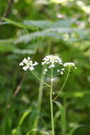 Imagem de Eutrema integrifolium (DC.) Bunge