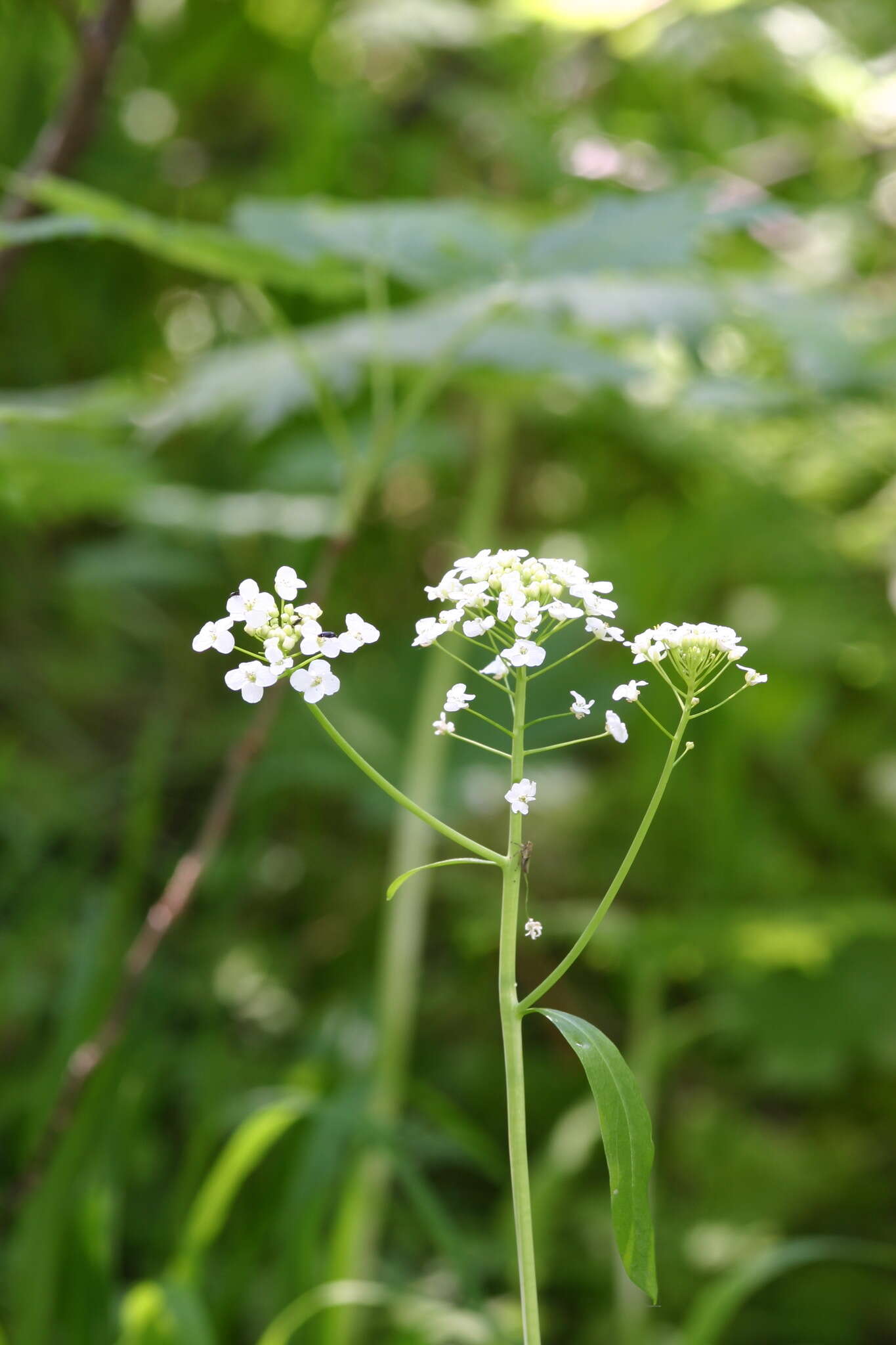 صورة Eutrema integrifolium (DC.) Bunge