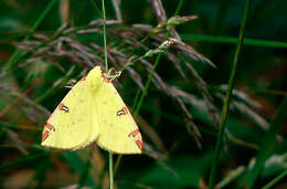 Image of brimstone moth