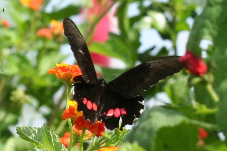 Image de Papilio anchisiades Esper 1788