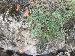 Слика од Aquilegia desertorum (M. E. Jones) Cockerell ex Heller