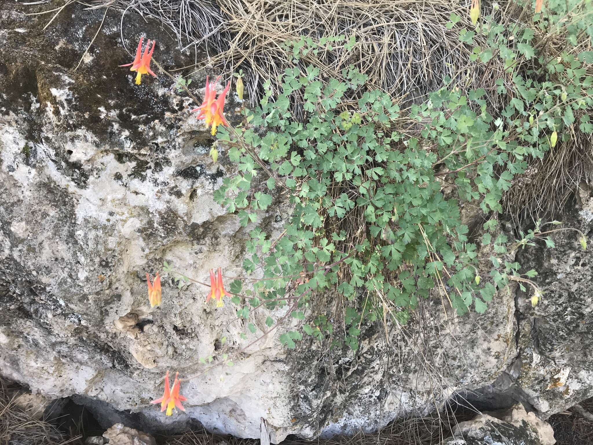 Слика од Aquilegia desertorum (M. E. Jones) Cockerell ex Heller