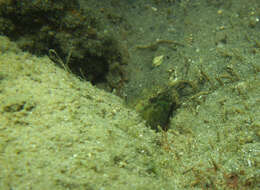 Image of Crested oystergoby