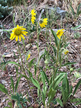 Image of Parry's dwarf-sunflower