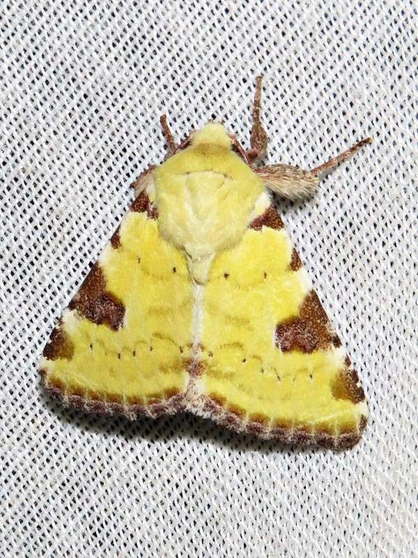 Image of <i>Heliothis flavirufa</i> (Hampson 1910)