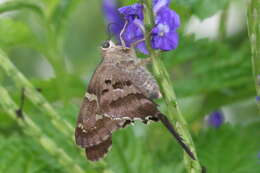 Image of Long-tailed Skipper