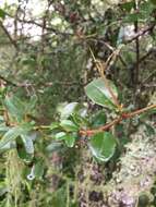 Image of Condalia buxifolia Reiss.