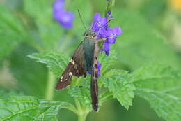 Image of Long-tailed Skipper