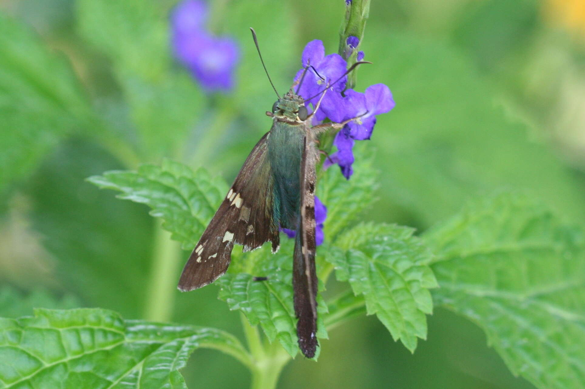 Image of Long-tailed Skipper